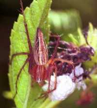 Oxyopes ZZ153