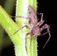 Oxyopes ZZ155