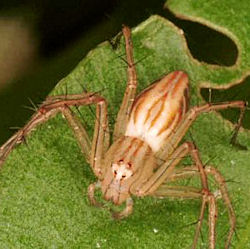 Oxyopes elegans