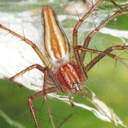 Oxyopes quadrifasciatus