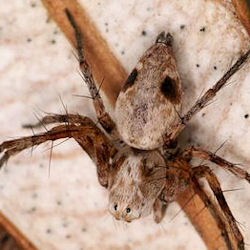 Oxyopes rubicundus