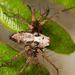 Oxyopes variabilis