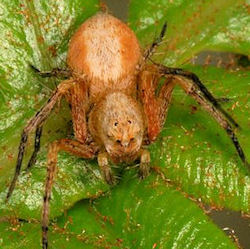 Oxyopes variabilis