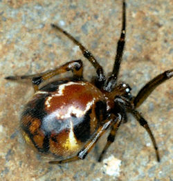 Parasteatoda ZZ012