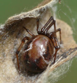 Parasteatoda mundula
