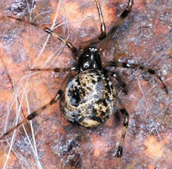 Parasteatoda tepidariorum