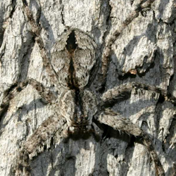 Pediana regina