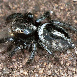 Pellenes bitaeniatus
