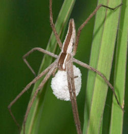 Perenethis venusta
