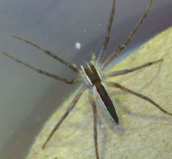Perenethis venusta