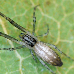 Philoponella ZZ576
