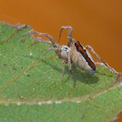 Philoponella ZZ581