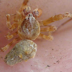 Philoponella variabilis
