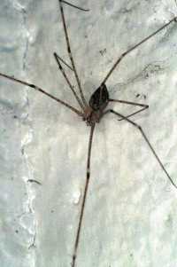 Pholcus ZZ195