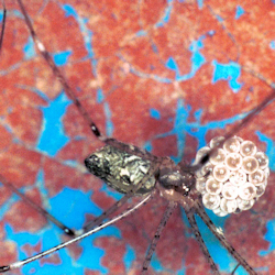 Pholcus ZZ196