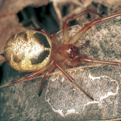 Phonognatha graeffei