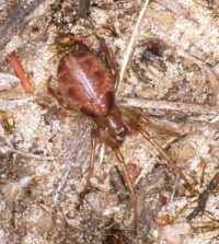 Phonognatha graeffei