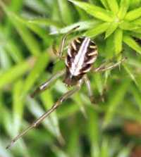 Phonognatha graeffei