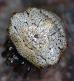 Phoroncidia ZZ547
