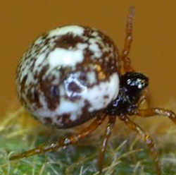 Phoroncidia rotunda