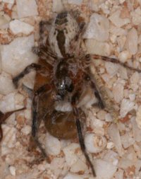 Phryganoporus canididus