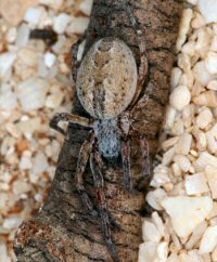 Phryganoporus canididus