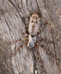 Phryganoporus nigrinus