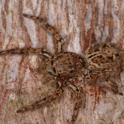 Plexippus petersi
