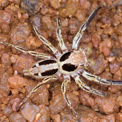 Plexippus petersi