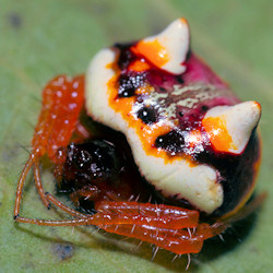 Poecilopachys australasia