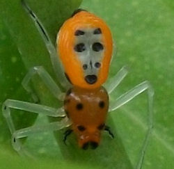Poecilothomisus speciosus