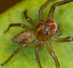 Prostheclina pallida