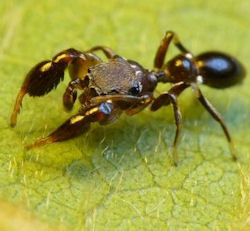Rhombonotus gracilis
