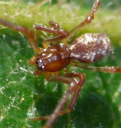 Rhomphaea ZZ571