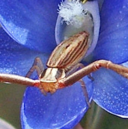 Runcinia acuminata