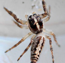 Sandalodes bipenicillatus