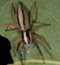 Sandalodes bipenicillatus