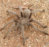 Missulena crassipes