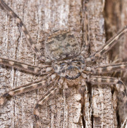 Selenops australiensis