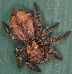 Servaea vestita
