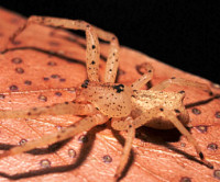 Sidymella ZZ144 