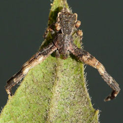Sidymella ZZ546