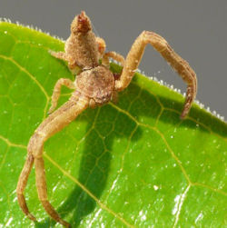 Sidymella ZZ591