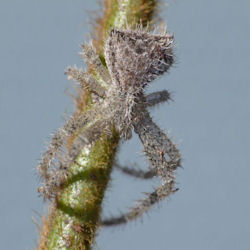 Sidymella hirsuta