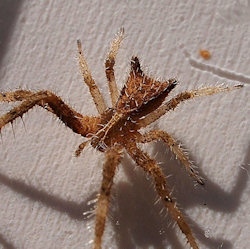 Sidymella hirsuta