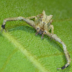 Sidymella lobata