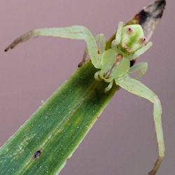 Sidymella rubrosignata