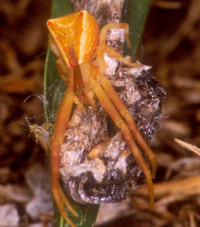 Sidymella trapezia