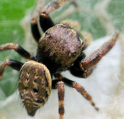 Simaetha thoracica