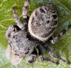 Simaetha thoracica